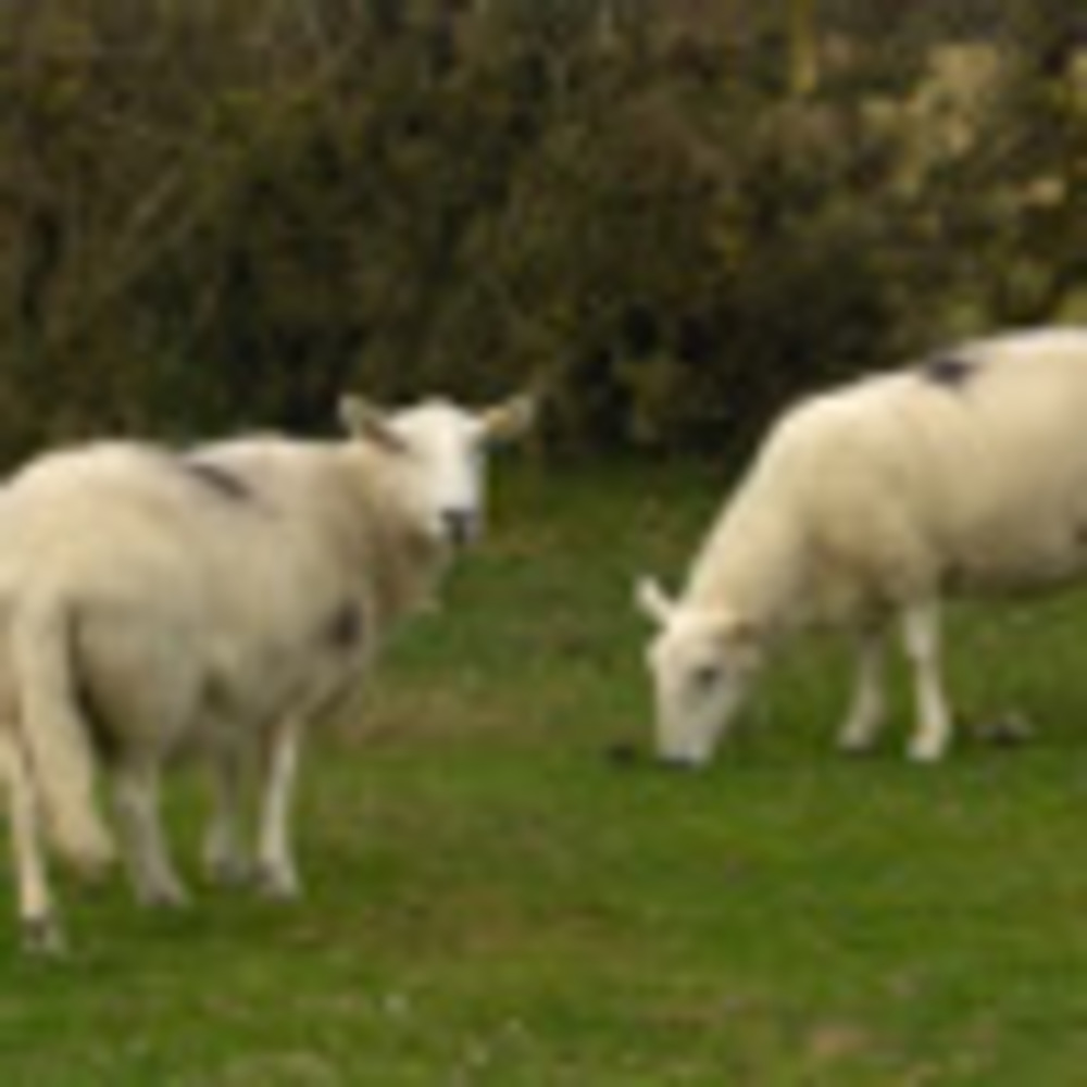 Meet your Posher, Judith